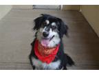 Adopt Tala a Black - with Tan, Yellow or Fawn Bernese Mountain Dog / Mixed dog