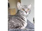 Adopt Dunkin’ a Gray, Blue or Silver Tabby Tabby / Mixed (medium coat) cat in