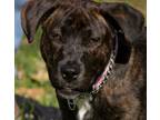 Adopt Tyga a Brindle - with White Mutt / Mixed dog in Atlanta, GA (41558951)