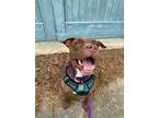 Adopt Olive a Brown/Chocolate American Pit Bull Terrier / Mixed dog in Richmond