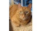 Adopt Sam a Orange or Red Tabby Domestic Shorthair (short coat) cat in Fremont