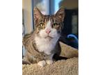 Adopt Fannie a Brown Tabby Domestic Shorthair (short coat) cat in Fremont