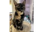 Adopt Toni a Tortoiseshell Domestic Shorthair (short coat) cat in Lyons