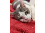 Adopt Laser a Gray, Blue or Silver Tabby Domestic Shorthair (short coat) cat in