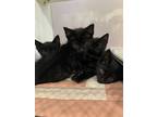 Adopt More black kittens! a All Black Domestic Shorthair (short coat) cat in