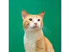 Adopt Brandon a Orange or Red (Mostly) Domestic Shorthair / Mixed (short coat)