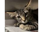 Adopt Muriel a Gray, Blue or Silver Tabby Domestic Mediumhair cat in Wake