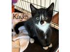 Adopt Kayko a Domestic Short Hair