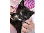 Adopt Odell a Domestic Short Hair