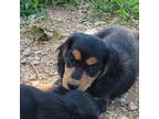 Dachshund Puppy for sale in Tonganoxie, KS, USA