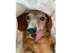Adopt Miles a Red/Golden/Orange/Chestnut Dachshund / Mixed dog in Ocoee