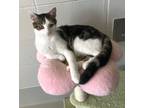 Adopt Stanley a Gray, Blue or Silver Tabby Domestic Shorthair / Mixed (short