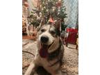 Adopt Whiskey a Gray/Silver/Salt & Pepper - with White Husky / Mixed dog in
