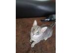 Adopt Azulo a Gray, Blue or Silver Tabby American Shorthair / Mixed (short coat)
