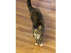 Adopt Callie a Brown Tabby Tabby / Mixed (medium coat) cat in Pine City