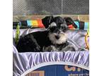 Schnauzer (Miniature) Puppy for sale in Clermont, FL, USA