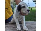 English Setter Puppy for sale in Central City, NE, USA