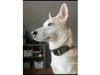 Adopt Apollo a Tan/Yellow/Fawn - with White Husky / Mixed dog in Cattaraugus
