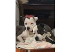 Adopt Patch and Ty a White - with Brown or Chocolate Bull Terrier / American Pit