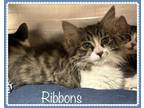 Adopt RIBBONS a Gray, Blue or Silver Tabby Domestic Mediumhair (medium coat) cat