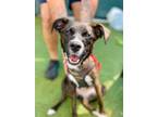 Adopt Daisy a Plott Hound / Terrier (Unknown Type, Small) / Mixed dog in Ft.