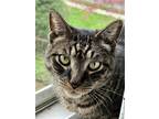 Adopt Stolzen a Brown Tabby Domestic Shorthair / Mixed (short coat) cat in