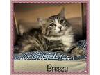 Adopt BREEZY a Gray, Blue or Silver Tabby Domestic Mediumhair (medium coat) cat