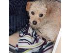 Adopt Audi a Tan/Yellow/Fawn Terrier (Unknown Type, Medium) / Mixed Breed