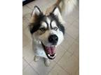 Adopt Maverick a Husky dog in Roanoke, VA (41554542)
