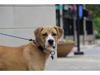 Adopt Elda a Tan/Yellow/Fawn Terrier (Unknown Type, Medium) / Mixed dog in
