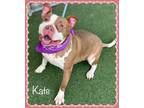 Adopt KATE a Brown/Chocolate - with White Pit Bull Terrier / Mixed dog in