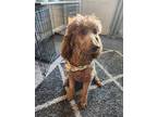 Adopt Abby a Red/Golden/Orange/Chestnut Poodle (Standard) / Mixed dog in