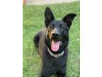 Adopt Miso a Black Labrador Retriever / German Shepherd Dog / Mixed dog in
