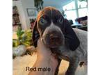 Red male