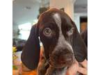 German Shorthaired Pointer Puppy for sale in Arcadia, FL, USA
