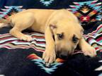 Adopt GINGHAM a Black Mouth Cur, Mixed Breed