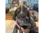 German Shorthaired Pointer Puppy for sale in Arcadia, FL, USA