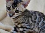 Bengal Kitten Female