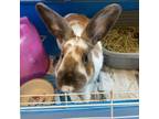 Adopt Griffin a Bunny Rabbit