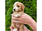 Mutt Puppy for sale in Huntsville, AL, USA