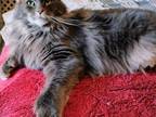 Always Wanted A Maine Coon