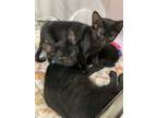 Adopt Black Kittens a All Black Domestic Shorthair (short coat) cat in Lyons