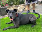 Adopt Joy a Black Labrador Retriever / Mixed dog in New York, NY (41558840)