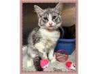 Adopt SISSY a Gray, Blue or Silver Tabby Domestic Mediumhair (medium coat) cat