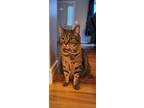 Adopt Jade--Courtesy Post a Brown Tabby Manx / Mixed cat in Montpelier