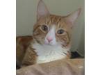 Adopt Toby Tyler a Orange or Red Domestic Shorthair (short coat) cat in