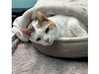 Adopt Boo Boo a Calico or Dilute Calico Domestic Shorthair / Mixed (short coat)