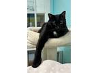 Adopt Toey a All Black Domestic Shorthair / Mixed (short coat) cat in Blasdell