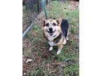 Adopt Angel a Tricolor (Tan/Brown & Black & White) Welsh Corgi / Mixed dog in