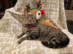 Adopt Balthazar a Brown Tabby Domestic Shorthair (short coat) cat in Metairie